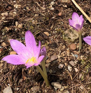 Colchicum parnassicum